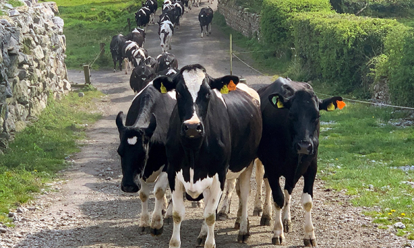 Cows.ie