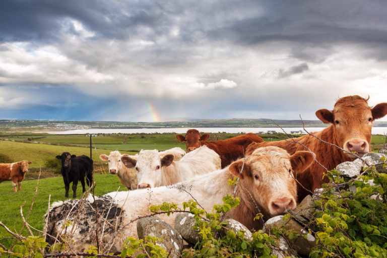 Dairy Industry Ireland