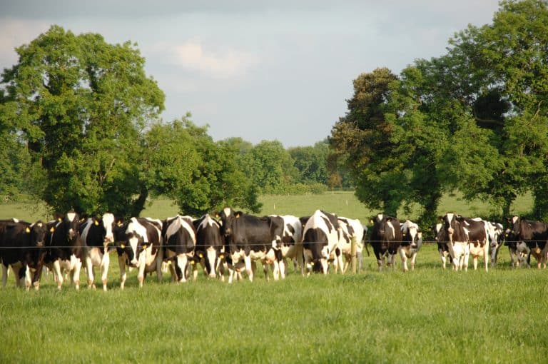 Leisheen Dairy