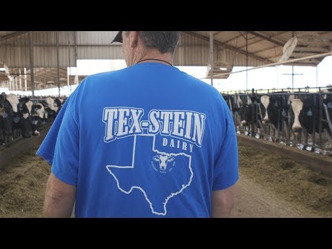 Tex-Stein Dairy