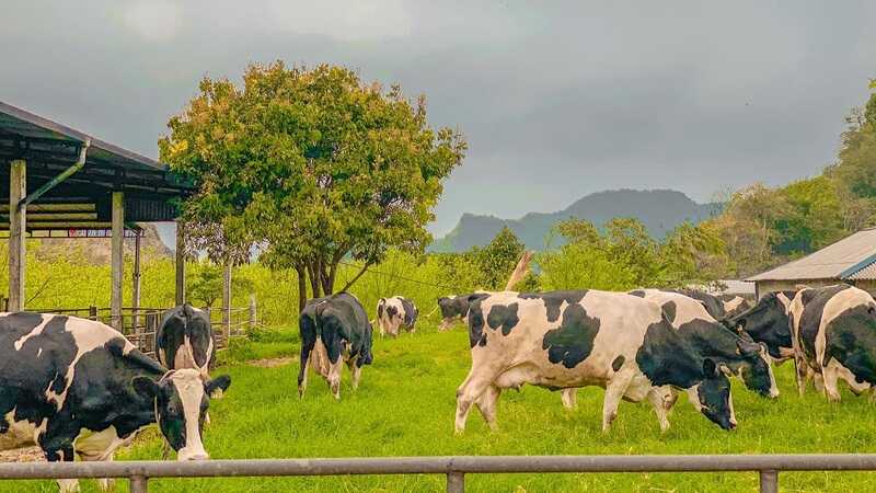 Trang Trại Du Lịch Bò Sữa Dairy Farm